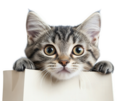 A kitten peeking out from a paper bag png