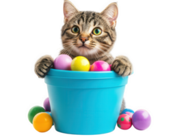 A cat sitting in a bucket with colorful easter eggs png