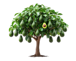 An avocado tree with fruit on it png