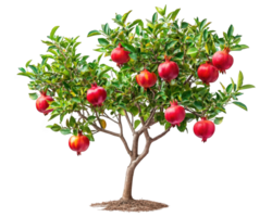 A pomegranate tree with red fruits on it png