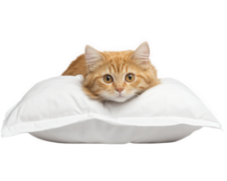 An orange cat laying on top of a pillow png