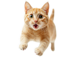 An orange cat is running with its mouth open png