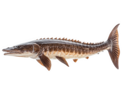 majestic sturgeon with long snout, showcasing its unique features and textures, isolated on transparency background. This fish is known for its impressive size and ancient lineage png