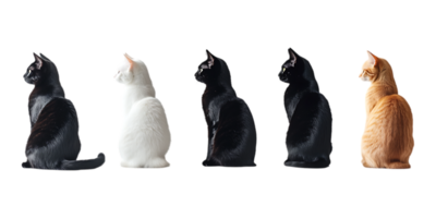 Set of Realistic Cats in Different Styles Arranged in One Line Against Transparent Background for Pet Branding, Animal Illustrations, or Cute Design Elements png