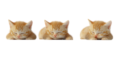 Pack of 3D Baby Cats in Various Styles on Transparent Background for Cute and Pet-Themed Designs png