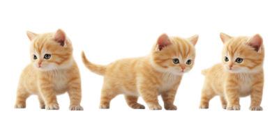 Set of 3D Baby Cats Arranged in One Line for Cute Illustrations on Transparent Background png