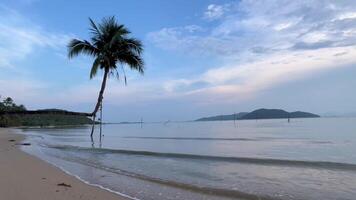 A leaning coconut tree on a tropical beach with calm waves and a blue sky, creating a peaceful and relaxing seaside atmosphere video
