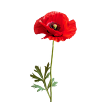 A single red poppy flower with green stem and leaves against a white background png