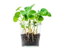 A small plant with roots in a glass container png