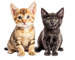 Two kittens sitting next to each other on a black background png