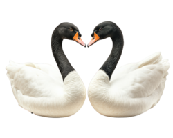 Two swans making a heart shape on a black background png