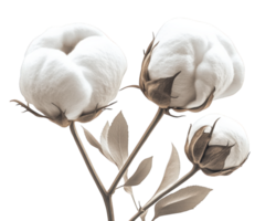 Three cotton plants on a black background png