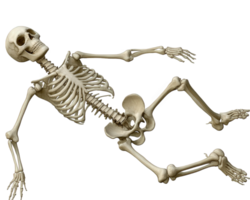 A skeleton is lying on its back png