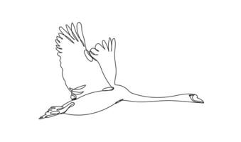 Mute swan, continuous one line drawing , vector