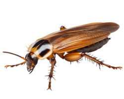 A large brown and black bug on a black background png