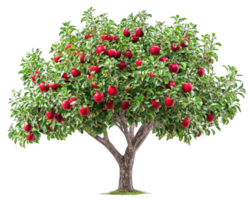 An apple tree with red apples on it png