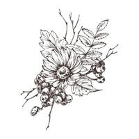 Autumn berries physalis, chokeberry, rowan leaves, maple, birch, rudbeckia flowers, tree branches. Graphic line art hand drawn with black ink. Arrangement, sublimation, composition vector
