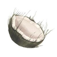 Half round coconut side view. Watercolor illustration hand drawn. Isolated object on a white background. For menu, recipes, cosmetics, price tag, compositions, prints vector