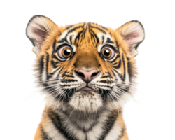 A tiger cub with a surprised look on its face png