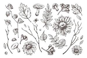 Autumn berries physalis, chokeberry, rowan leaves, maple, birch, russula mushrooms, rudbeckia flowers tree branches and ladybugs. Watercolor illustrations. Set of elements isolated from the background vector