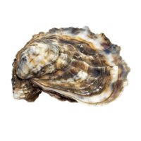 Closeup Detailed View of a Single Eastern Oyster Shell Showing its Complex Texture and Color Variations png