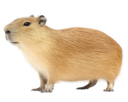 A capybara is standing in front of a black background png