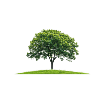 isolato albero su un' piccolo collina di erba contro un' trasparente sfondo. ideale per compositing e design elementi. png