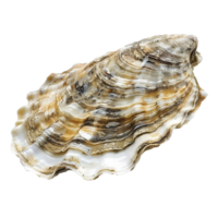 Closeup Detailed View of a Large Oyster Shell Showing its Textured Surface and Layered Structure png