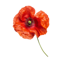 Closeup View of a Single Vibrant Orange Poppy Flower with Green Stem png
