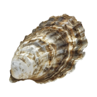 Closeup of a oyster shell showing intricate layers and textures png