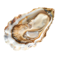 Closeup view of a raw oyster shell revealing intricate textures and patterns png