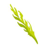 A green leaf with a yellow tip. The leaf is long and thin. It is a drawing of a plant vector