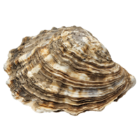 Closeup Detailed View of a Large Oyster Shell Showing Layers and Texture png