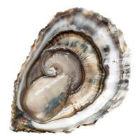 Closeup of a Single Raw Oyster Shell Showing Intricate Details and Texture png