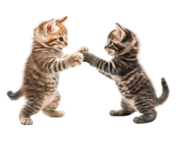 Two kittens are playing with each other on a black background png