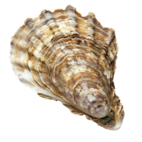 Closeup Detailed View of a Large Brown and White Oyster Shell Showing its Textured Layers png