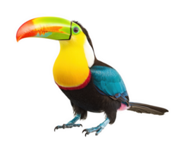 A colorful toucan with a black background png