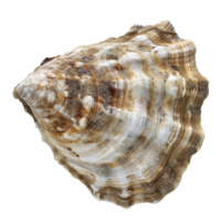 A Detailed CloseUp of a Large, Brown and White Seashell with Visible Texture and Sediment png