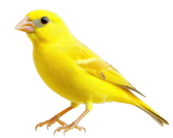 A yellow bird with a black background png