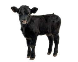 A black calf standing in front of a black background png