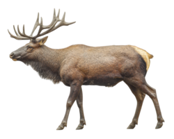 A large elk is standing in front of a black background png