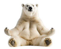 A polar bear sitting in a lotus position png