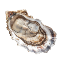 Closeup view of a single fresh oyster shell showing intricate details of its texture and color variations png