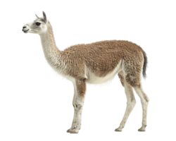 A llama is standing in front of a black background png