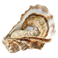 Closeup of a large oyster shell showing intricate details of its texture and layers png