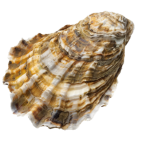 Closeup of a large oyster shell showing intricate details and textures png