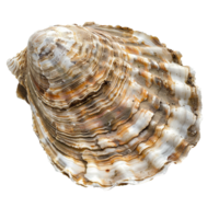 Closeup View of a Large, Textured Oyster Shell with Brown and White Layers png
