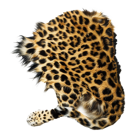 Closeup view of a stunning leopard pelt showing intricate details of its fur pattern and texture png