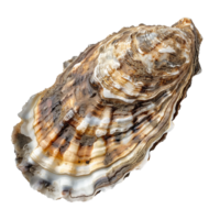 Closeup Detailed View of a Single Oyster Shell Showing its Unique Texture and Color Variations png