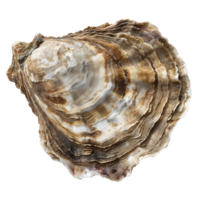 Closeup of large oyster shell showing intricate layers and textures png
